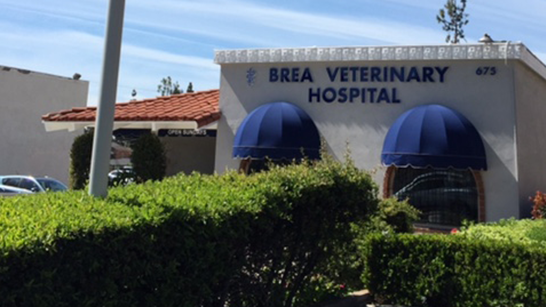 Brea Veterinary Hospital photo 1